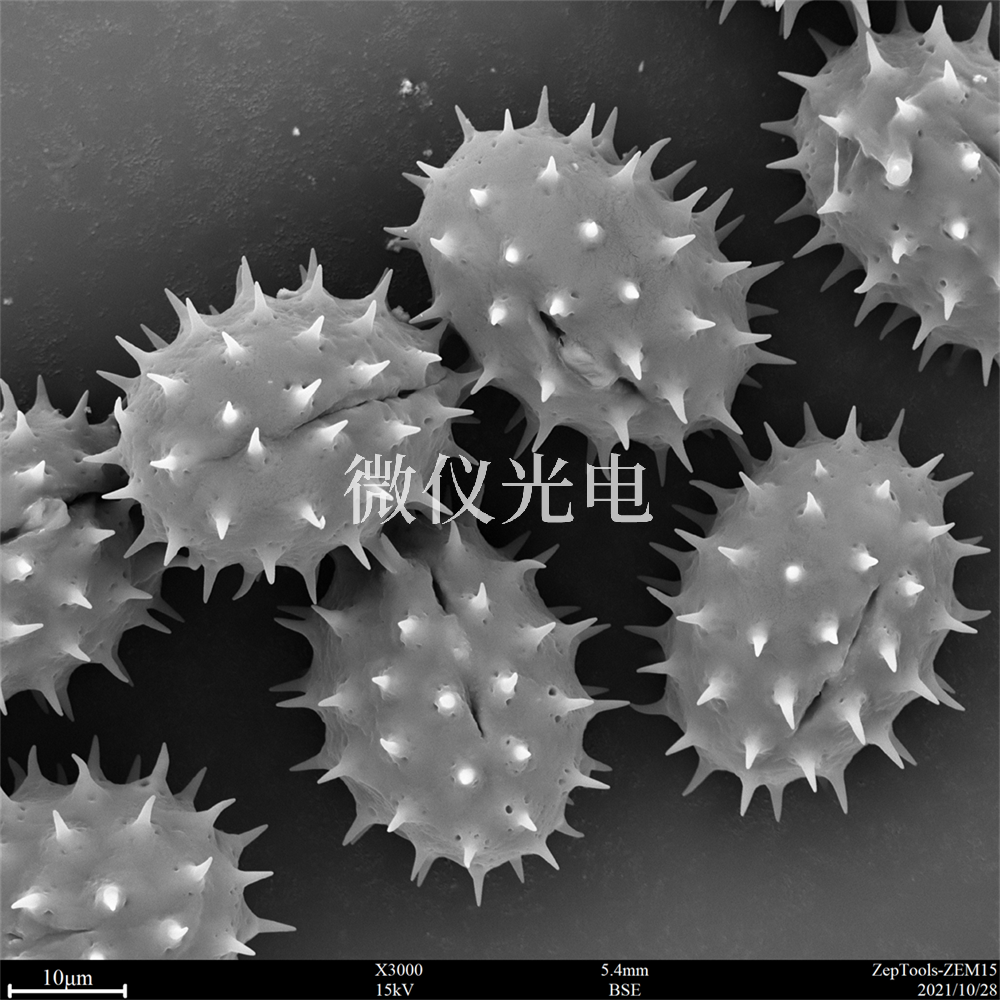 掃描電鏡測樣，要注意什么？