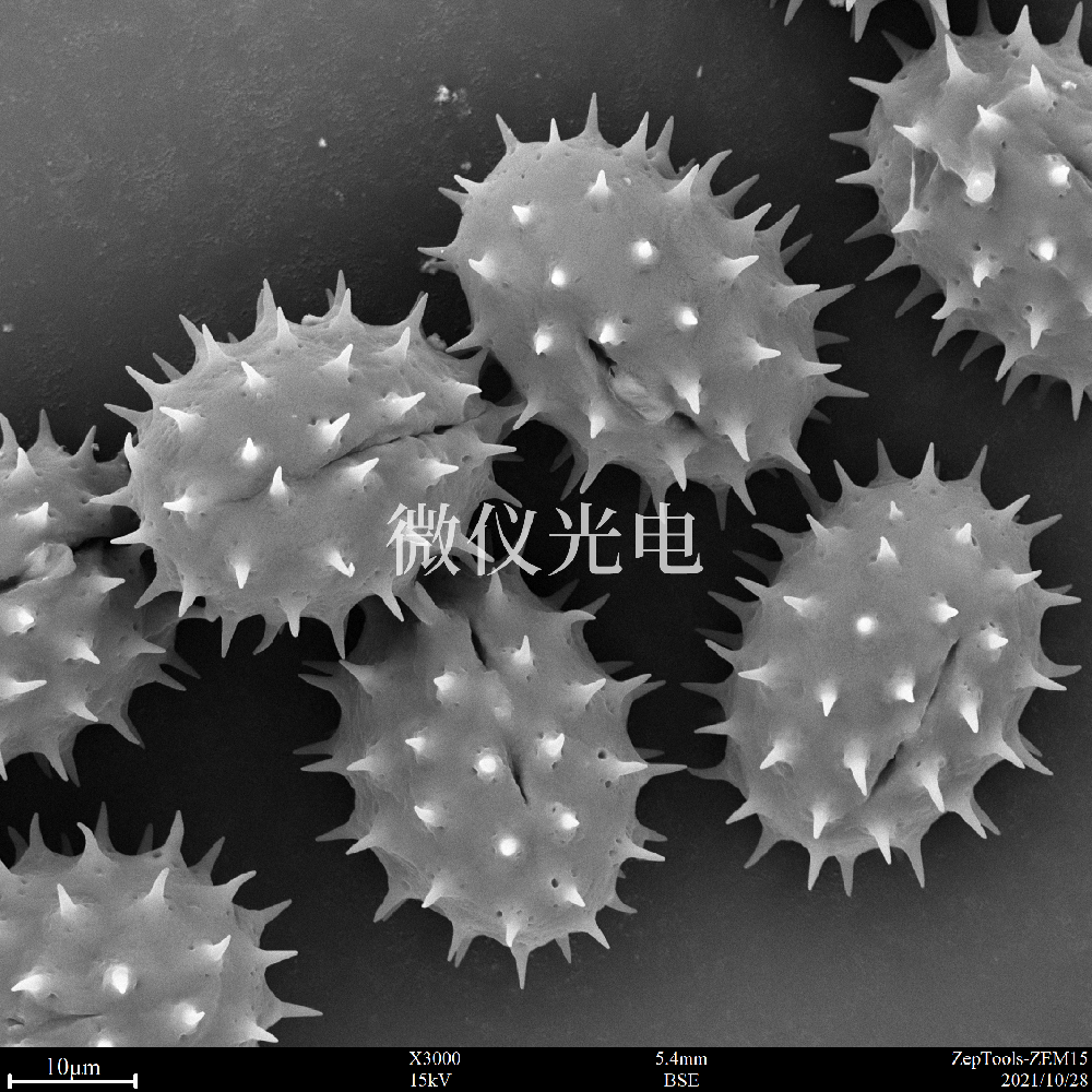 sem掃描電鏡的原理、組成、基本參數(shù)和應(yīng)用的介紹